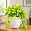Neon Pothos in a Cozy Interior Neon Pothos in a Cozy Interior