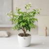 Parijat Plant 1