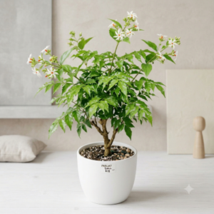 Parijat Plant 1