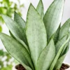 Silvery Moonshine Snake Plant Close-Up Moonshine Snake Plant in Fluted Planter