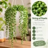 Cascading String of Pearls Plant
