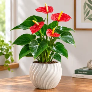 Vibrant Anthurium in Sculptural Planter