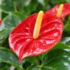 Vibrant Red Anthurium Bloom Vibrant Anthurium in Sculptural Planter