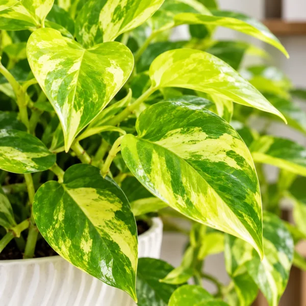 Vibrant Variegated Pothos Close-Up Neon Pothos in a Cozy Interior