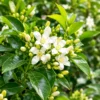 White Star Flowers Amid Glossy Green Leaves White Star Flowers Amid Glossy Green Leaves