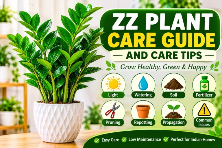ZZ Plant Care Guide