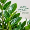 ZZ Plant – Zamioculcas zamiifolia