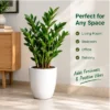 ZZ Plant – Zamioculcas zamiifolia