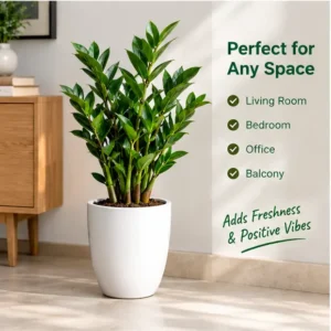 ZZ Plant – Zamioculcas zamiifolia