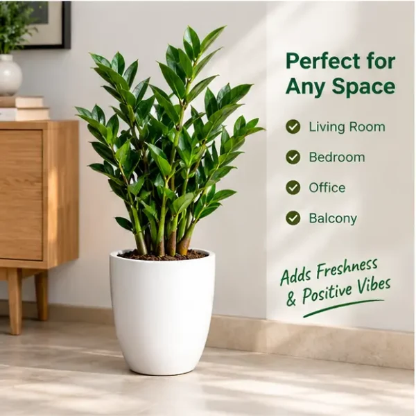 ZZ Plant – Zamioculcas zamiifolia