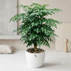 china Doll Plant 2
