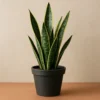 product_0 Snake Plant (Sansevieria trifasciata) – Air Purifying Live Indoor Plant for Home & Office Decor