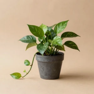 Golden Pothos Vine