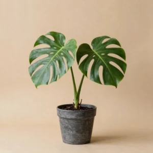 Split Leaf Monstera