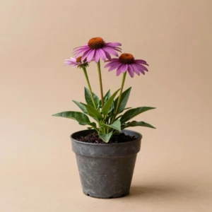 Purple Coneflower