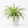 watermarked_img_15672557538934161058 Spider Plant (Chlorophytum Comosum)