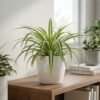 watermarked_img_16301540165516873983 Spider Plant (Chlorophytum Comosum)